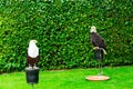 The eagle looks at the spectators from different angles Royalty Free Stock Photo
