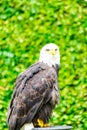 The eagle looks at the spectators from different angles. Royalty Free Stock Photo