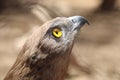 An eagle looks to the sky