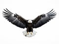 Ai Generated illustration Wildlife Concept of Eagle Royalty Free Stock Photo