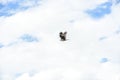 Eagle majestically soars and flies against a blue sky