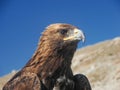 Eagle in the Mongolian steppe Royalty Free Stock Photo