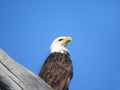 Bald Eagle rests on dead tree limb at Montezuma Swamp Royalty Free Stock Photo