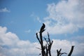 Eagle in Mountain Landscape in Shenandoah National Park, Virginia Royalty Free Stock Photo