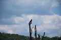 Eagle in Mountain Landscape in Shenandoah National Park, Virginia Royalty Free Stock Photo