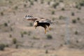 Eagle in the mountains of the sierra abulense flying over the terrain Royalty Free Stock Photo