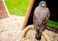 Eagle in Muiderslot castle. Royalty Free Stock Photo