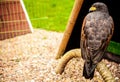 Eagle in Muiderslot castle. Royalty Free Stock Photo