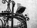 Eagle in Muiderslot castle. Royalty Free Stock Photo