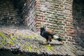 Eagle in Muiderslot castle. Royalty Free Stock Photo