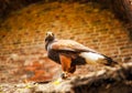 Eagle in Muiderslot castle. Royalty Free Stock Photo