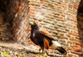 Eagle in Muiderslot castle. Royalty Free Stock Photo