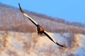 Eagle with nature mountain habitat. Winter scene with snow and eagle. Flying rare eagle. Steller`s sea eagle, Haliaeetus pelagicu