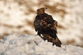 Eagle observes its territory with a prey between the claws Royalty Free Stock Photo