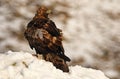 Eagle observes its territory with a prey between the claws Royalty Free Stock Photo