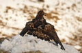 Eagle observes its territory with a prey Royalty Free Stock Photo