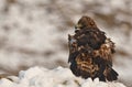 Eagle observes its territory with a prey Royalty Free Stock Photo