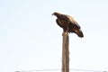 Golden Eagle On Old Fencepost Light Background Royalty Free Stock Photo