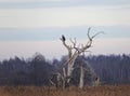 Eagle in old tree Royalty Free Stock Photo