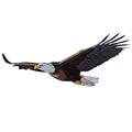 Eagle Royalty Free Stock Photo