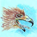 Eagle with open beak portrait closeup. Hand drawn sketch with ballpen and colored pencils on blue paper texture. Bitmap