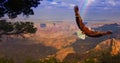 Eagle over Grand Canyon Royalty Free Stock Photo