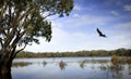 Eagle over Lake Royalty Free Stock Photo