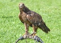 Eagle over the trestle of Falconer during a demonstration