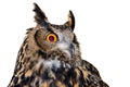 Eagle-owl