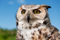 Eagle owl