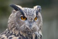 Eagle Owl