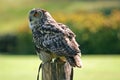 Eagle owl Royalty Free Stock Photo