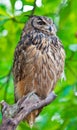 Eagle owl Royalty Free Stock Photo