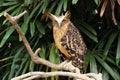 Eagle owl