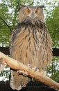 Eagle-Owl