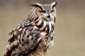Majestic Eagle Owl Portrait - Stunning Bird Photography