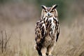 Majestic Eagle Owl Perched in Enchanting Forest Setting