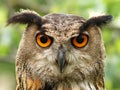 Eagle owl