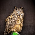 Eagle owl against Muiderslot castle. Holland. Royalty Free Stock Photo