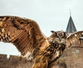 Eagle owl against Muiderslot castle. Holland. Royalty Free Stock Photo
