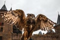 Eagle owl against Muiderslot castle. Holland. Royalty Free Stock Photo