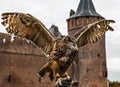 Eagle owl against Muiderslot castle. Holland. Royalty Free Stock Photo