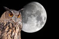 eagle owl in the night