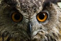Eagle owl with big orange eyes