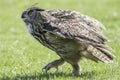 Eagle Owl bird of prey walking on the ground