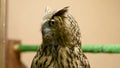 Eagle owl blinks and spins head