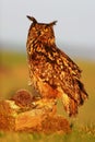 Eagle Owl, Bubo bubo, big Eurasian owl with kill hedgehog in talon, sitting on stone with evening sun light Royalty Free Stock Photo