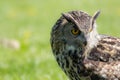 Eagle owl Bubo bubo bird of prey looking demure to the ground. Royalty Free Stock Photo