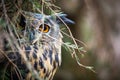 Eagle Owl, Bubo bubo Royalty Free Stock Photo