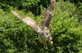 Eagle owl [Bubo bubo] flying